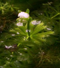 A.vesiculosa's flower.