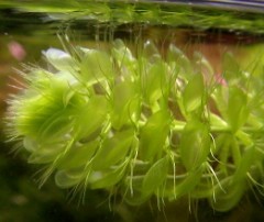 Apical bud of A.vesiculosa.