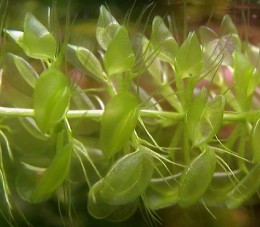 Detail from the traps of A.vesiculosa.