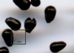 Seeds of dionaea.