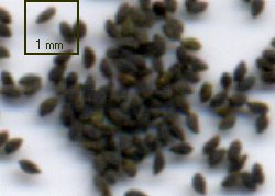 Seeds of drosera X obovata X ...